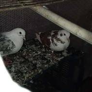 کبوتر نر .ماده