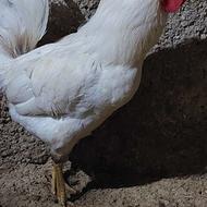 خروس گیلن چهل تاج دورگ