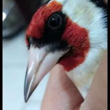 سهره کرمانشاه