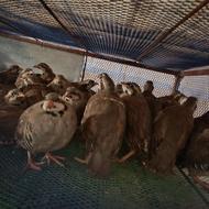 کبک چهار ماهه