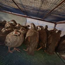 کبک چهار ماهه