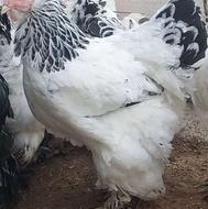 مولد برهما لایت