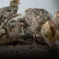 جوجه کبک 10 روزه کوهی