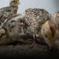 جوجه کبک 10 روزه کوهی