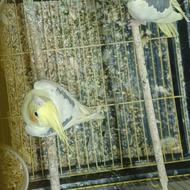 طوطی عروس دوکت