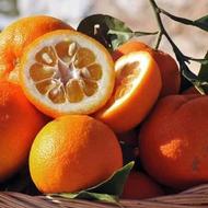 خریدار نارنج روی درخت