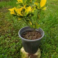 شمشاد طلایی