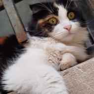 گربه اسکاتیش ماده