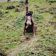 سگ پیتبول تریر اصیل