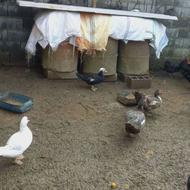 فروش اردک طوسی نر بالغ