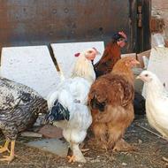 فروش مرغ و خروس برهما و محلی