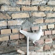 4تامایه ی نقش شامی چنگ ریز سینه فر