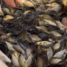 فروش ماهی های دو الی سه بندی