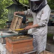 ژل رویال(شاه انگبین)