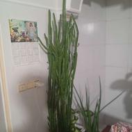 کاکتوس بزرگ