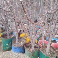 خرید و فروش انواع نهال