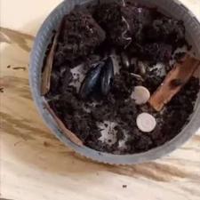 مهره مار اصل دارای بخور وارداتی هند