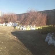 نهال درجه یک چن ساله