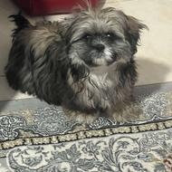 سگ شیتزو اصل