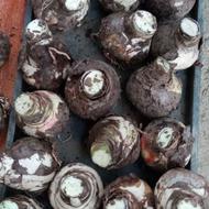 پیاز گل لاله و چند نوع پیاز گل دیگه