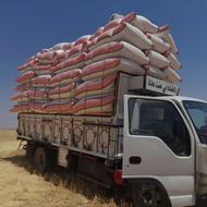 کاه گندم کردستان درجه یک