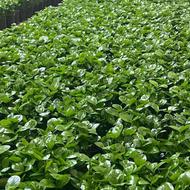 سبزه نارنج عید