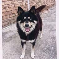 سگ هاسکی نر باهوش