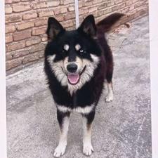 سگ هاسکی نر باهوش