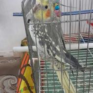 فروش عروس هلندی