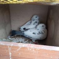 کبوتر پروازی