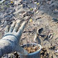 ارغوان نشائی داخل هر گلدان چند عدد