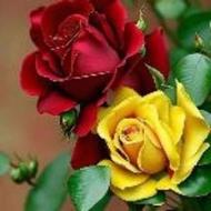 استخدام کارگر(مجردوخانواده)