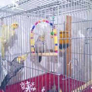 پرنده عروس هلندی