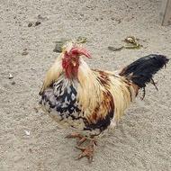 خروس محلی و رسمی