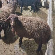 بره نر و ماده