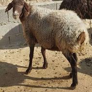 گوسفند زنده