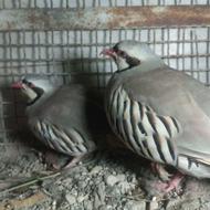 کبک سفید و کوهی