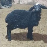 بره نر کوچک .