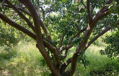 1500متر زمین باغی با مجوز ساخت مسکونی با سند درقلعه پایان به