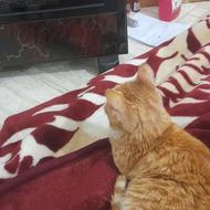 واگذاری رایگان گربه ی ماده 4 ماهه-مهربان و خونگی