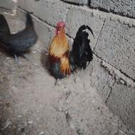 مرغ و خروس مینیاتوری