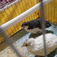 بلدرچین مینیاتوری