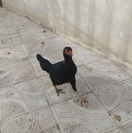 فروش مرغ لاری اصل چهار دانگ