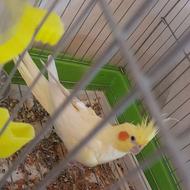 ی جفت عروس هلندی