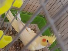 ی جفت عروس هلندی در شیپور