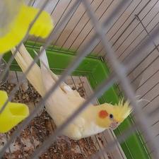 ی جفت عروس هلندی