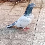 نر کله دم سبز، پرش ، استایل دار