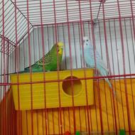 یک جفت مرغ عشق مولد آماده به تخم