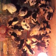 جوجه های زینتی(گلین لری،آیسباروکوشین وبرهما وجهادی)