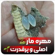 مهره مار اصل سفید پرقدرت برنجی